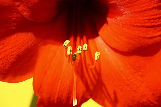 Amaryllis: winterbol nummer 1!