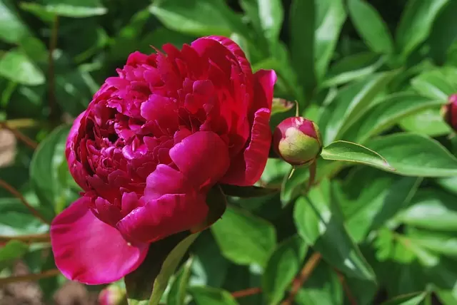 Pioenrozen in huis en tuin