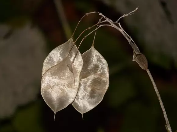 Een hemelse tuin