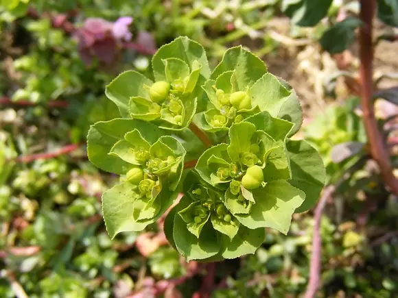 Planten voor een droge plek