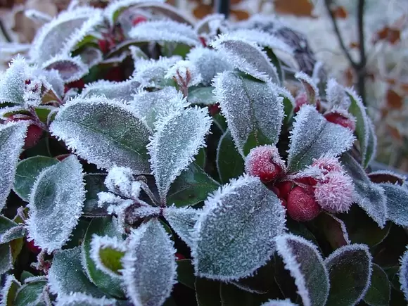 Winterbestendige struikjes