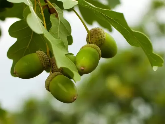 Snoeien, planten en onderhoud