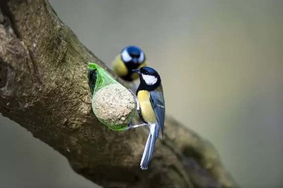 Vogeltjes in de tuin