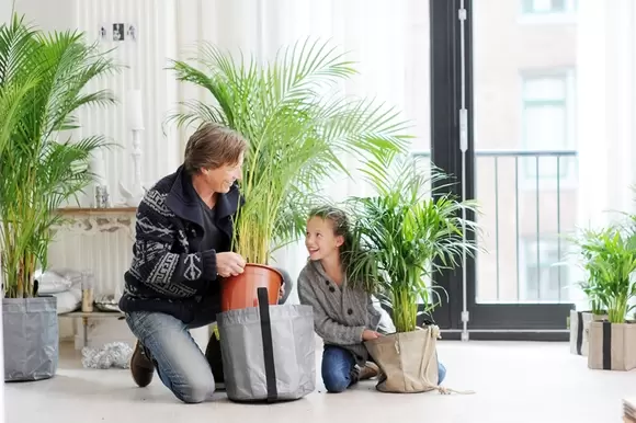 Woonplant van de maand januari: Areca