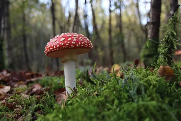 Octobre : mois des champignons