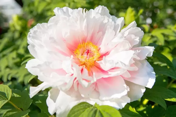 Snijbloem van de maand juli: Pioenroos