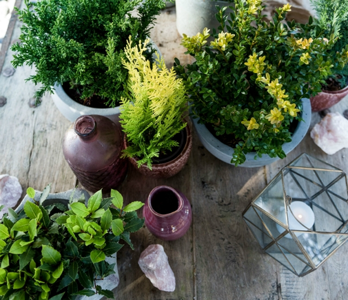 Plante de jardin du mois de décembre : Plantes de Noël