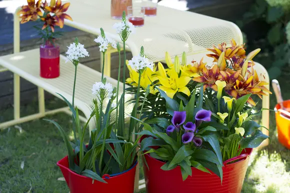 Plante de jardin du mois de juillet: Bulbes d’été en pot: le calla, le lis et l’ornithogale