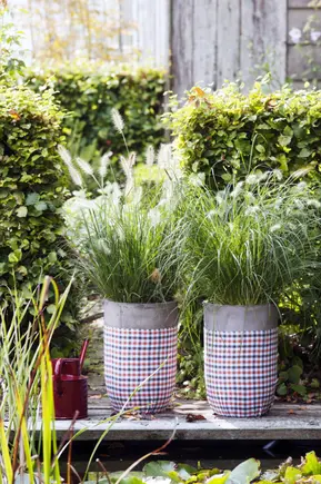 Plante de jardin du mois de septembre : Herbe aux écouvillons