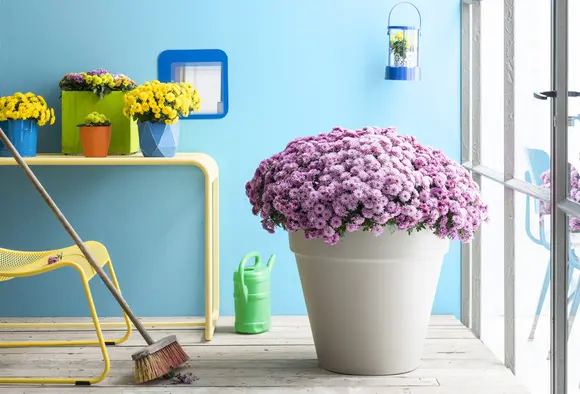 Plante de jardin du mois de septembre: le chrysanthème boule