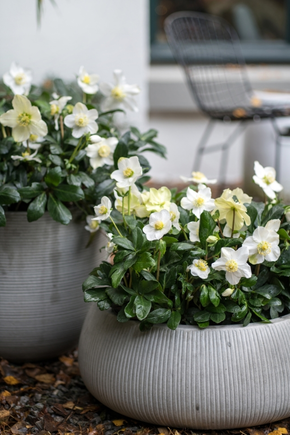 Plante de jardin du mois décembre 2018 : la Rose de Noël (Hellébore)