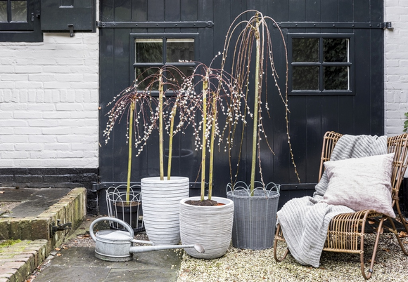 Plante de jardin du mois Février: le saule (Salix)