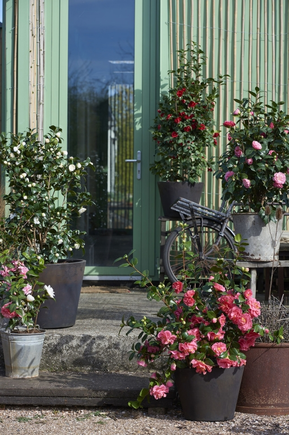 Plante de jardin du mois Janvier : Camélia