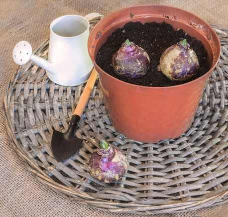 Planter des bulbes d’été