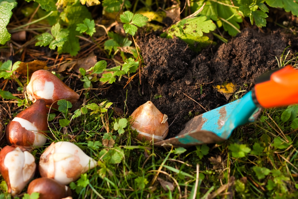 Planter des bulbes de printemps en 3 étapes