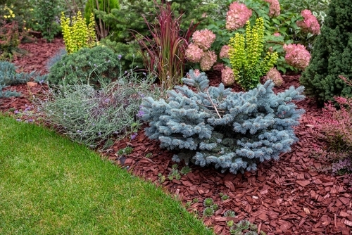 Plantes à feuilles persistantes nécessitant peu d'entretien