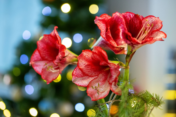 Plantes d'intérieur pour Noël