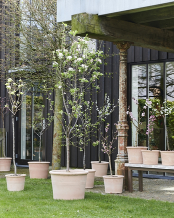 Plantes de jardin du mois, mars : les Arbres fruitiers