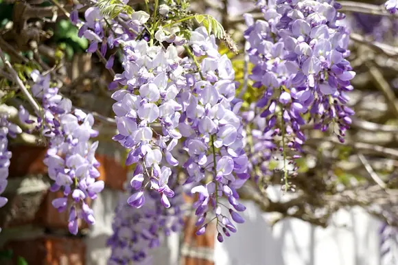 Plantes de jardin odorantes