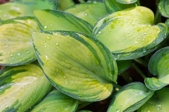 Plantes supportant bien l'humidité