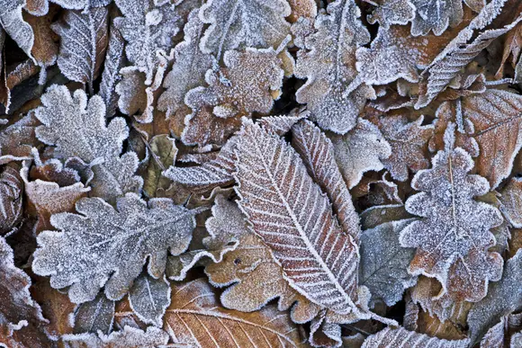 Que faire au jardin en janvier ?