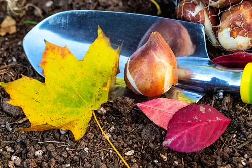 Que faire dans son jardin en octobre?