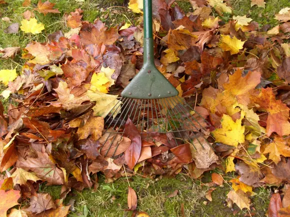 Que faire dans votre jardin en novembre ?