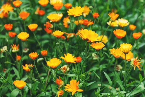 Semer des graines de fleurs annuelles d’été