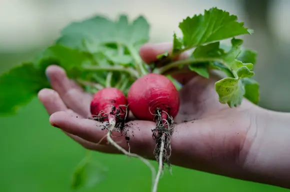 Soins du jardin potager, juillet