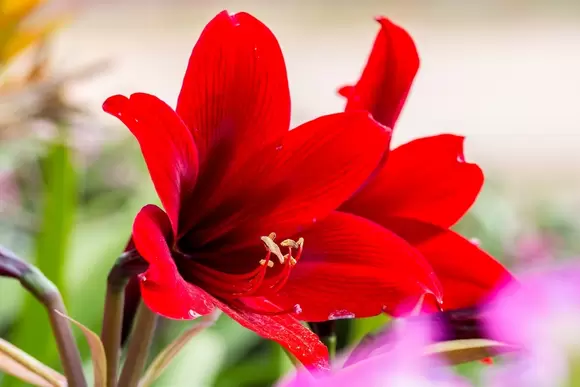 Super amaryllis