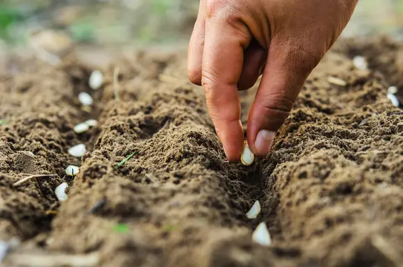 Travaux au potager au mois d’août