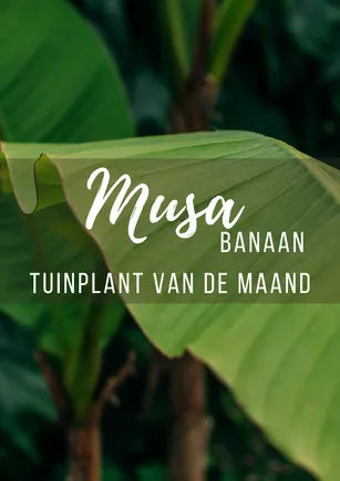 Tuinplant van de maand juni: musa (bananenplant)