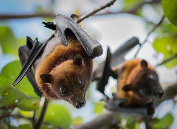 Un jardin accueillant pour les animaux