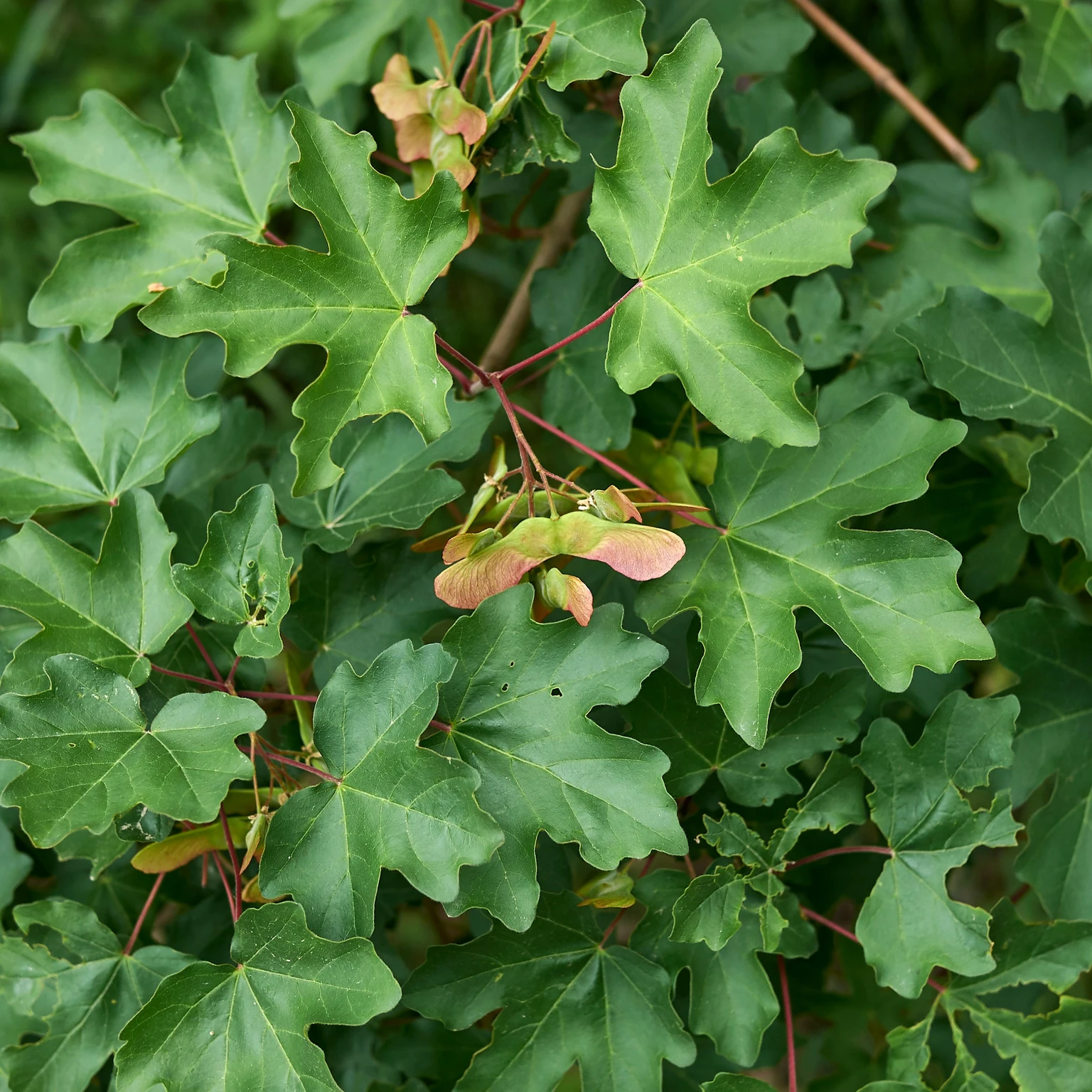 Acer Campestre Veldesdoorn Tuincenter Vincent