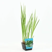 Acorus calamus - afbeelding 1