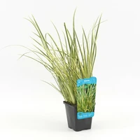 Acorus calamus Gramineus (mini bonte kalmoes) - afbeelding 1