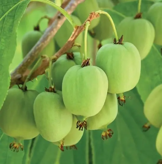 Actinidia arguta Issai 2l - kiwibes zelfbestuivend - image 2