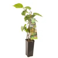 Actinidia ch. Jenny 2l - kiwi zelfbestuivend - image 1