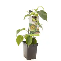 Actinidia ch. Jenny 5l - kiwi zelfbestuivend - image 1