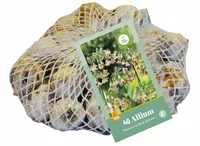 Allium (nect.) siculum 40st