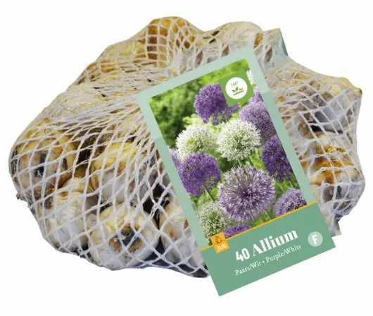 Allium paars-wit 40st