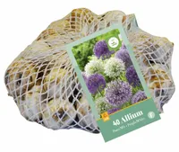 Allium paars-wit 40st