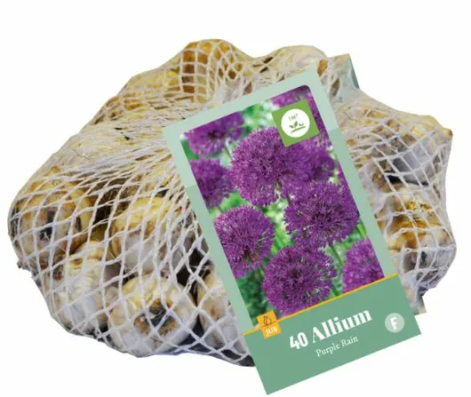 Allium purple rain 40st