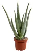 Aloe vera D12 H40