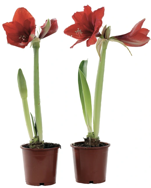 Amaryllis p13