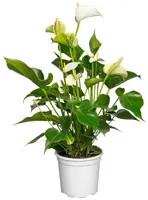 Anthurium D12 H40 - image 2