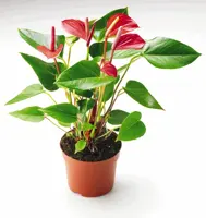 Anthurium D12 H40 - image 1