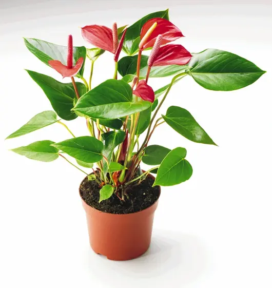 Anthurium D17 H55 - image 1