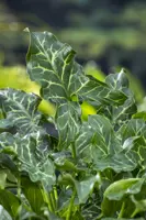 Arum italicum (Italiaans aronskelk)