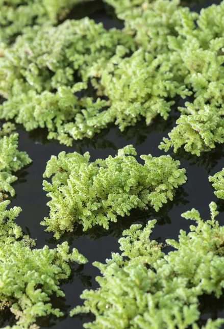 Azolla Caroliniana (Kroosvaren)